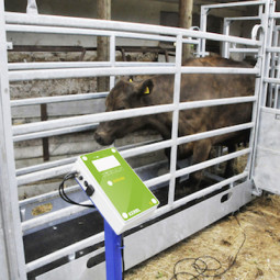 Cage de pesage pour bovin