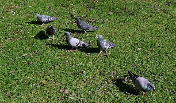 danger des pigeons sur les récoltes