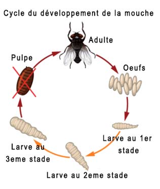 cycle de développement de la mouche